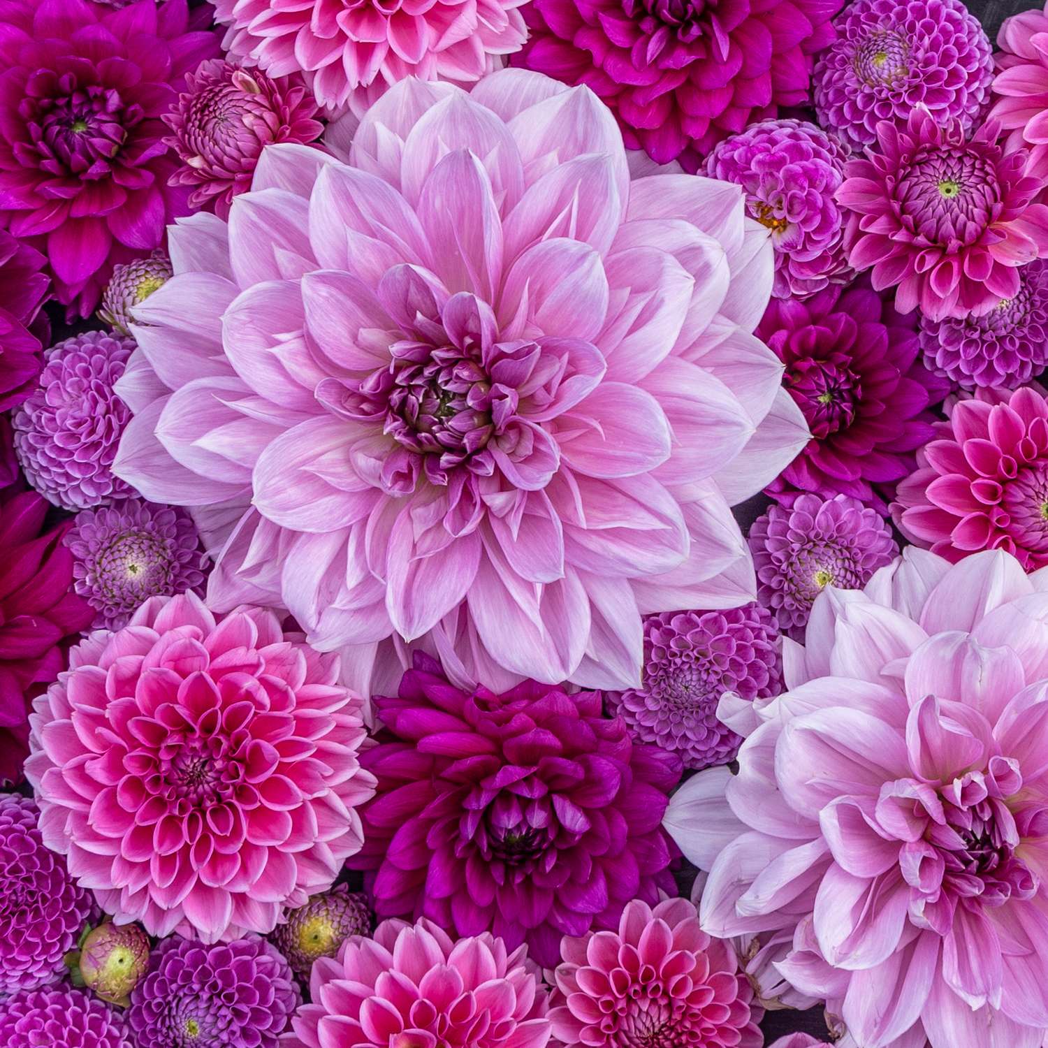 Daaliasekoitus ‘Purple Favorites’